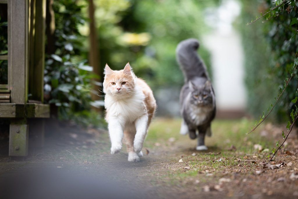 zwei katzen rennen draußen im garten