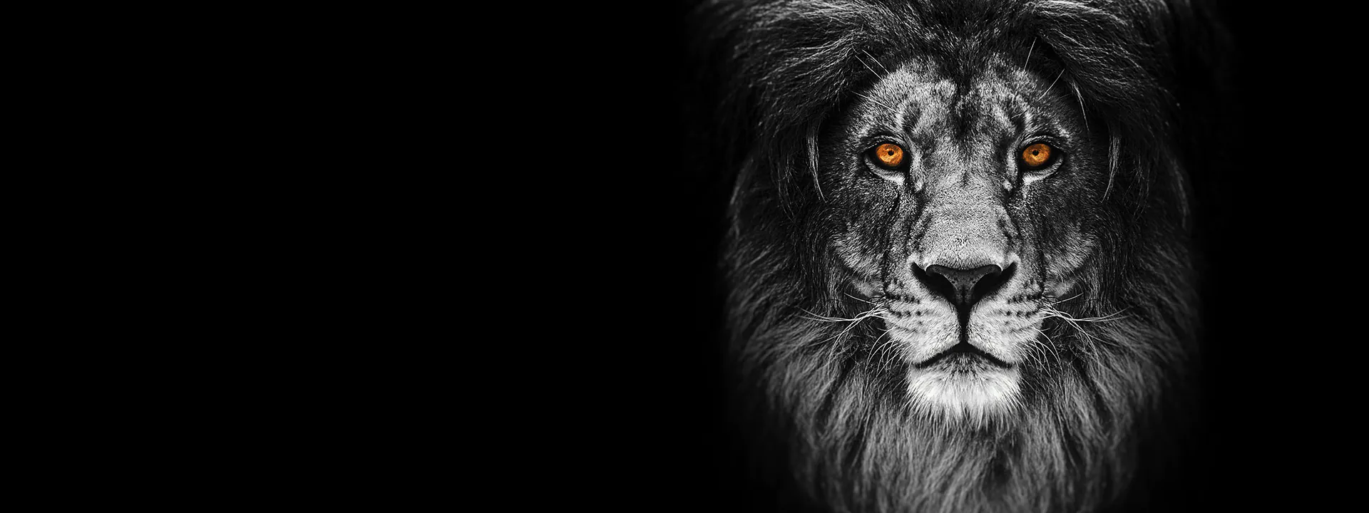 Ein Löwenkopf mit leuchtenden Augen auf schwarzem Hintergrund